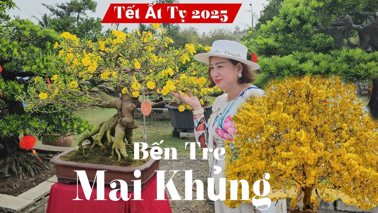 Hoa Mai Vàng ĐỘC ĐÁO đẹp nhất Bến Tre | Hội thi Mai Vàng - Bonsai Chợ Lách Bến Tre 2025