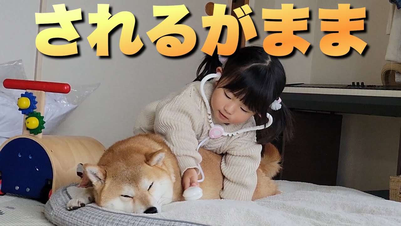 独自のスタイルの甘えん坊がパワーアップするも全力で可愛がる柴犬