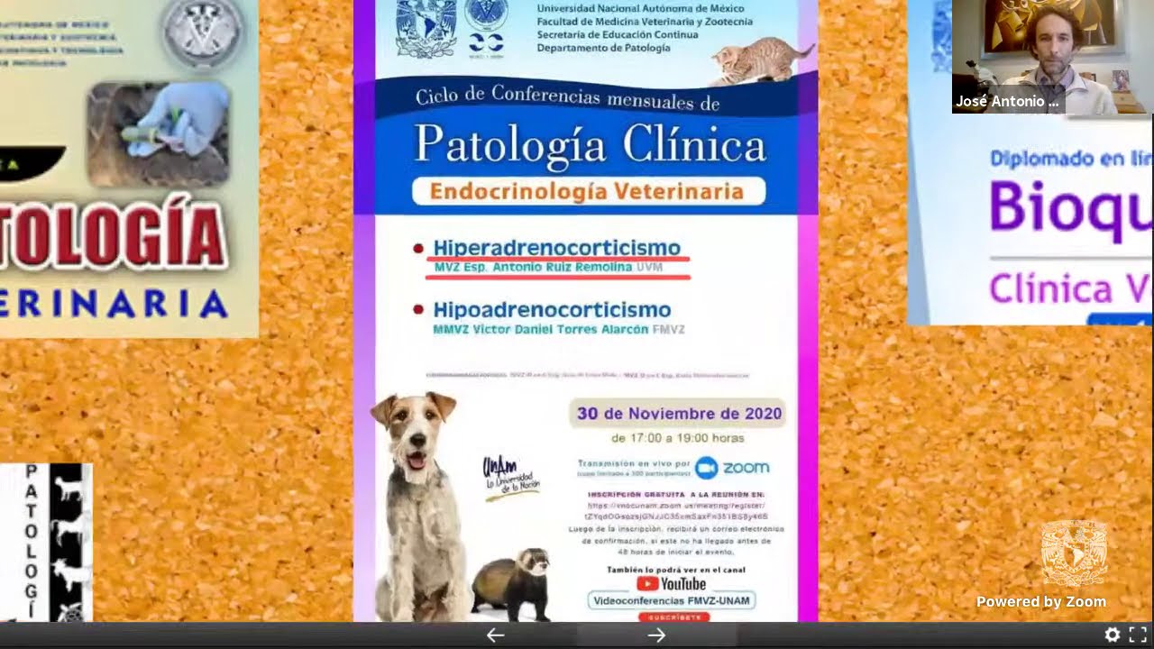 Hiperadrenocorticismo