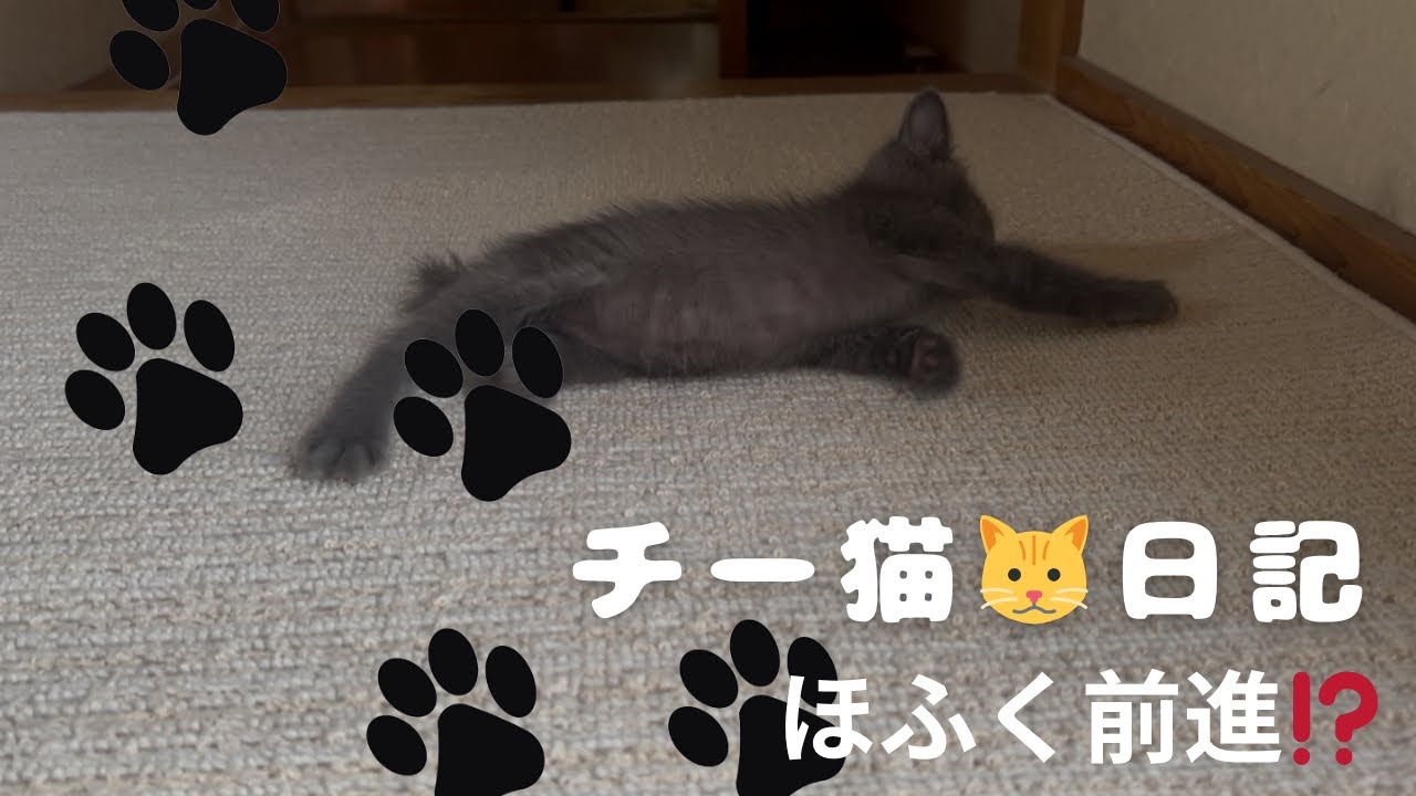 チーたん　匍匐前進(ほふく)
