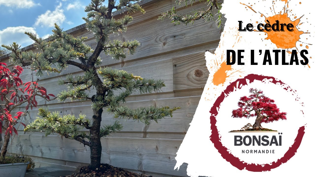 BONSAÏ 🌳 CÈDRE DE L’ATLAS  * Nouvel épisode