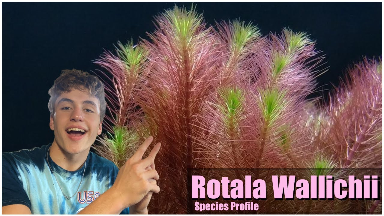 Easy pink aquarium plant Rotala Wallichii Care guide and species profile