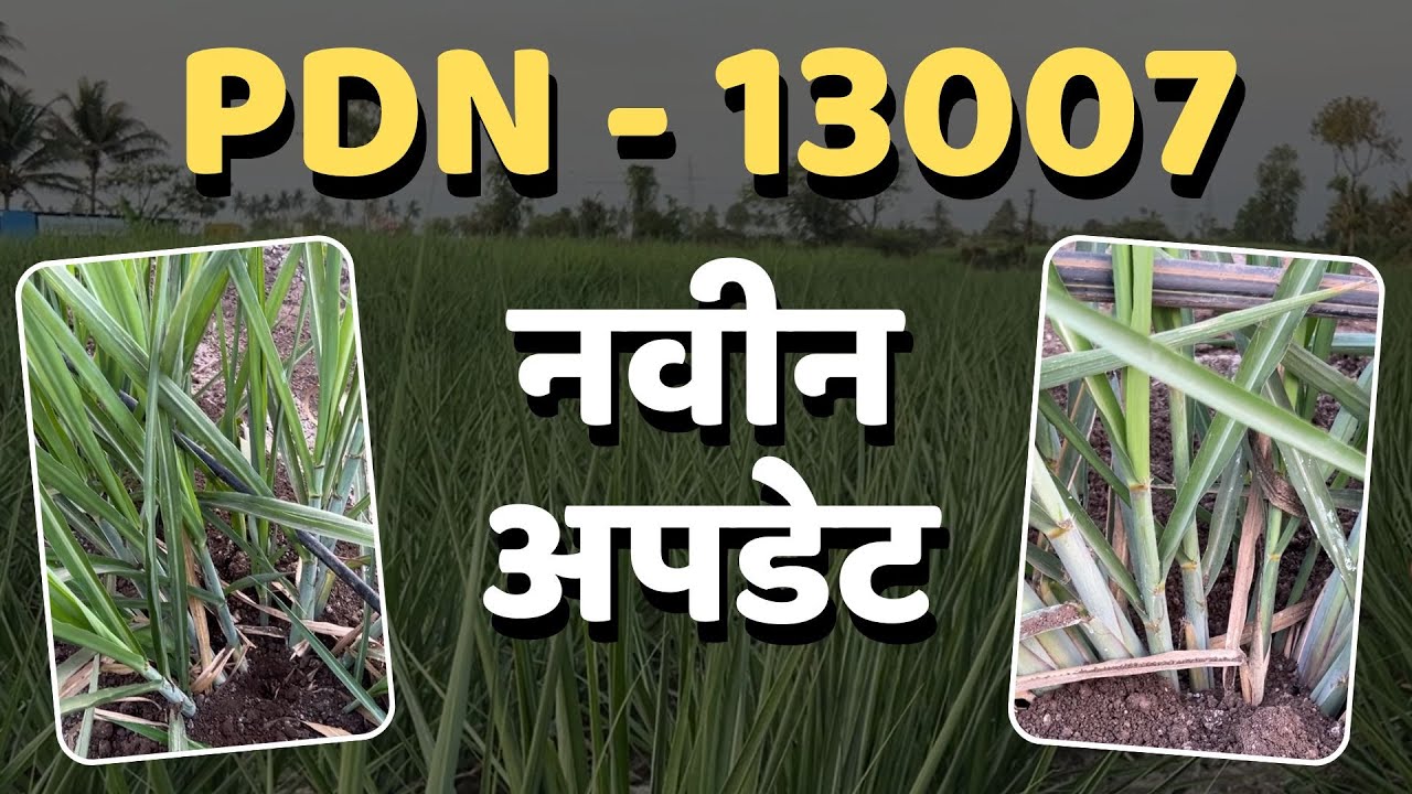 PDN - 13007 नवीन अपडेट | डॉ. अंकुश चोरमुले | गन्ना मास्टर तंत्रज्ञान |