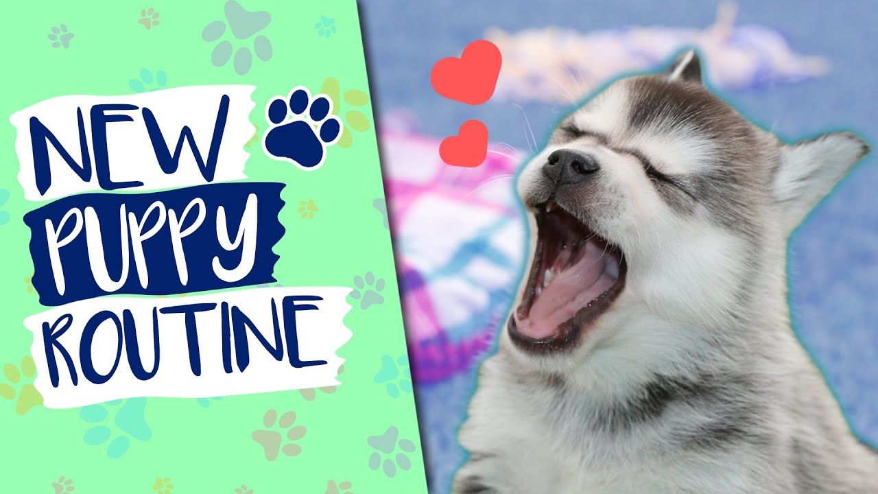How To Successfully Follow A New Puppy Routine