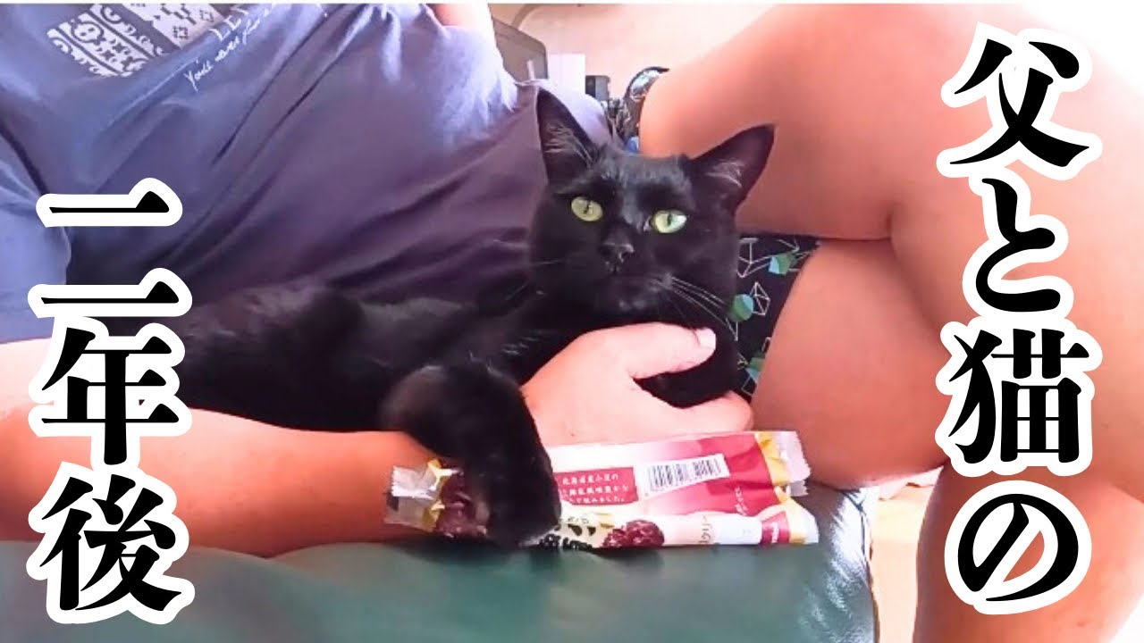 猫大反対だった父と猫の二年後