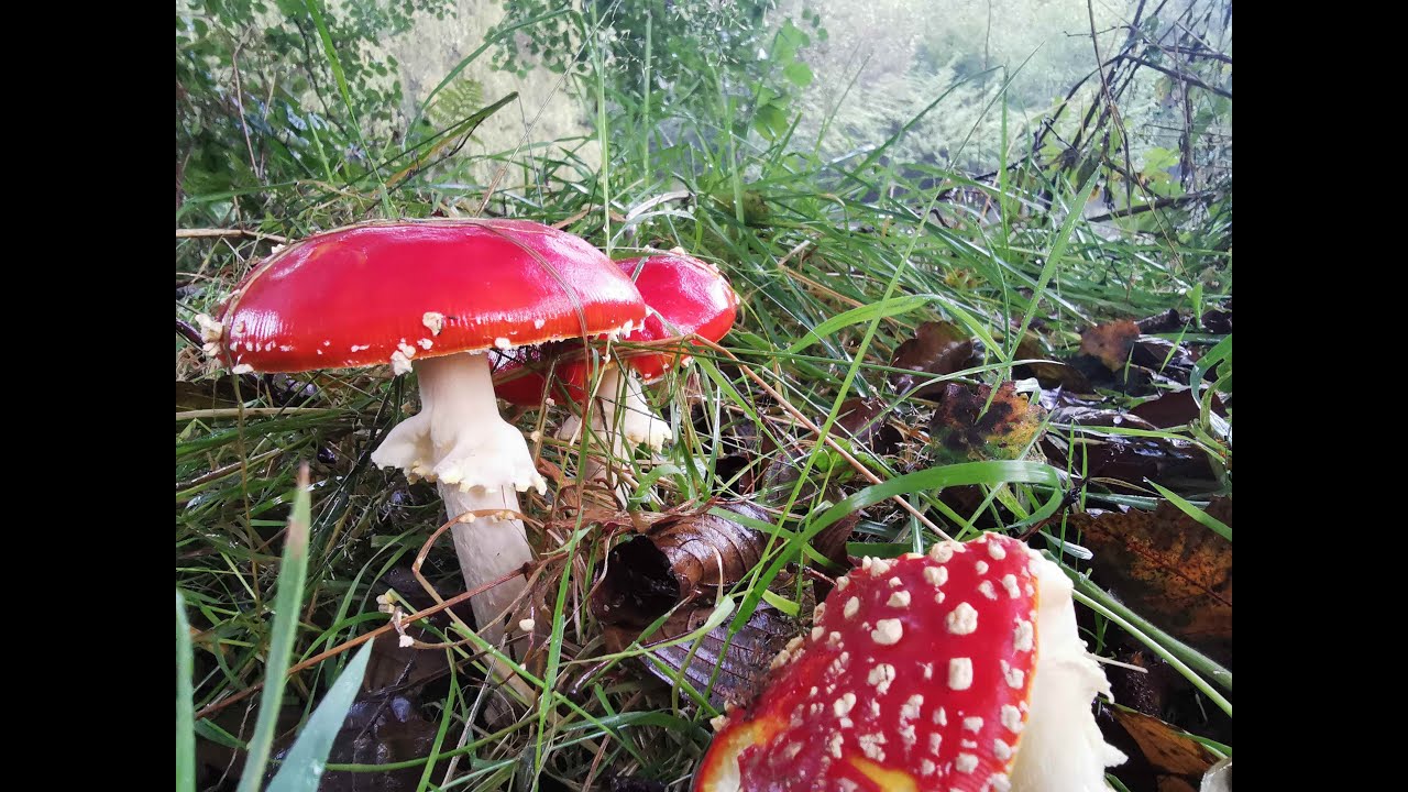 Nature reserve update 2025. Narracott Down North Devon