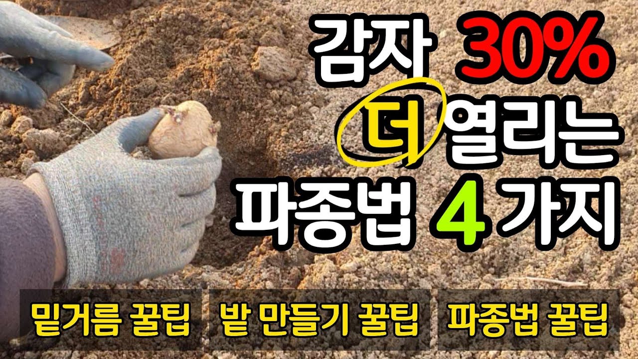 감자 30% 더 열리는 파종법 4가지 - 밑거름, 밭만들기, 파종법 꿀팁을 한꺼번에!