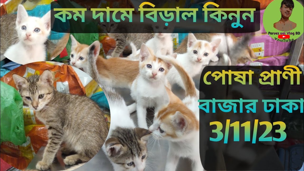 mix cat katabon market katabon animal market in bangladesh price Bd পোষা প্রাণী বাজার ঢাকা#viral