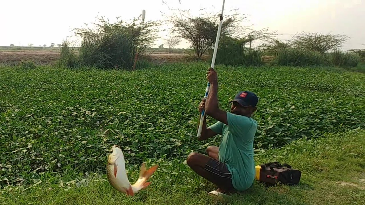 Amazing Catching rohu fishes in village pond||Rohu fishes catching using with big hook