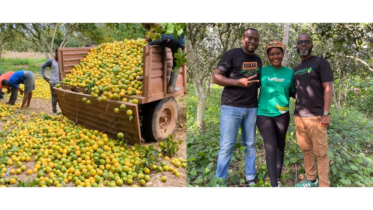 Why They Bought 500 Acres Of Orange Farms & Processing It To Stop Farmers From Cutting Down Trees.