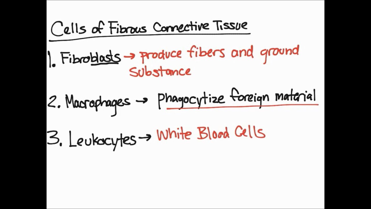 Cells of Fibrous Connective Tissue