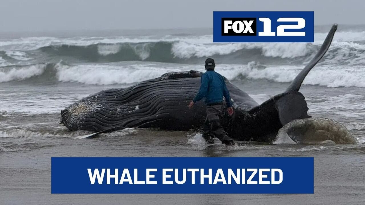 Beached humpback whale on Oregon Coast euthanized
