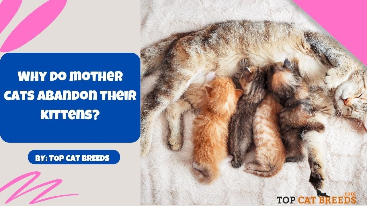 Mother Cats Abandon Their Kittens! Why? (Answer Revealed!)