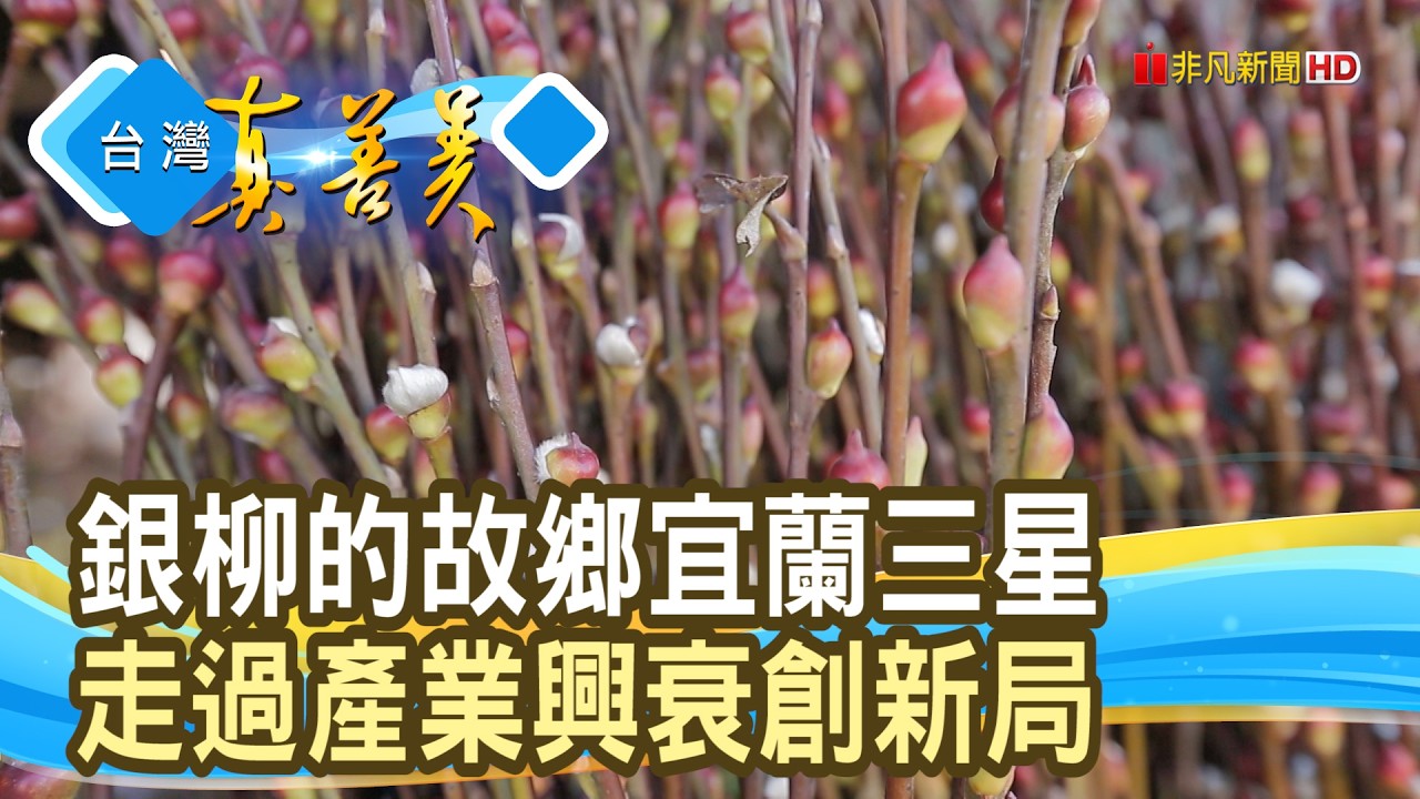 “三星銀柳”找新出路｜三星小林銀柳｜【台灣真善美】2026.02.08