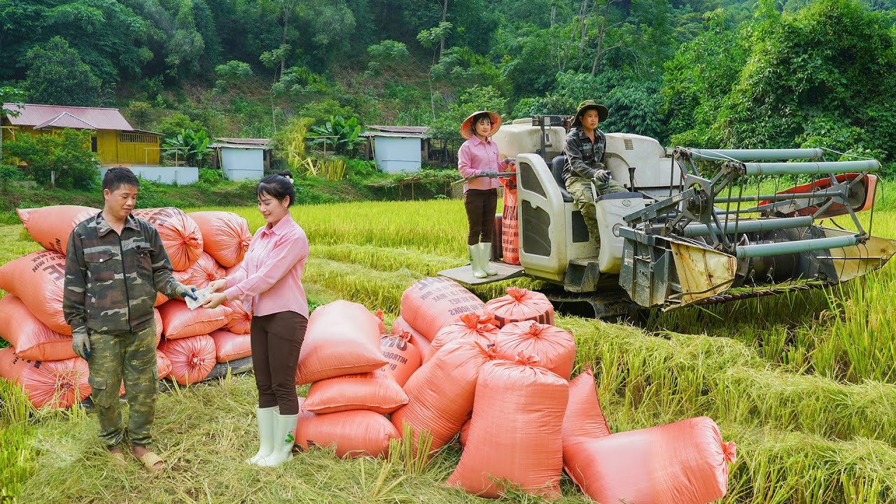 Harvesting Rice With a High-yield Combine, Dry To Preserve Rice - My Bushcraft / Nhất