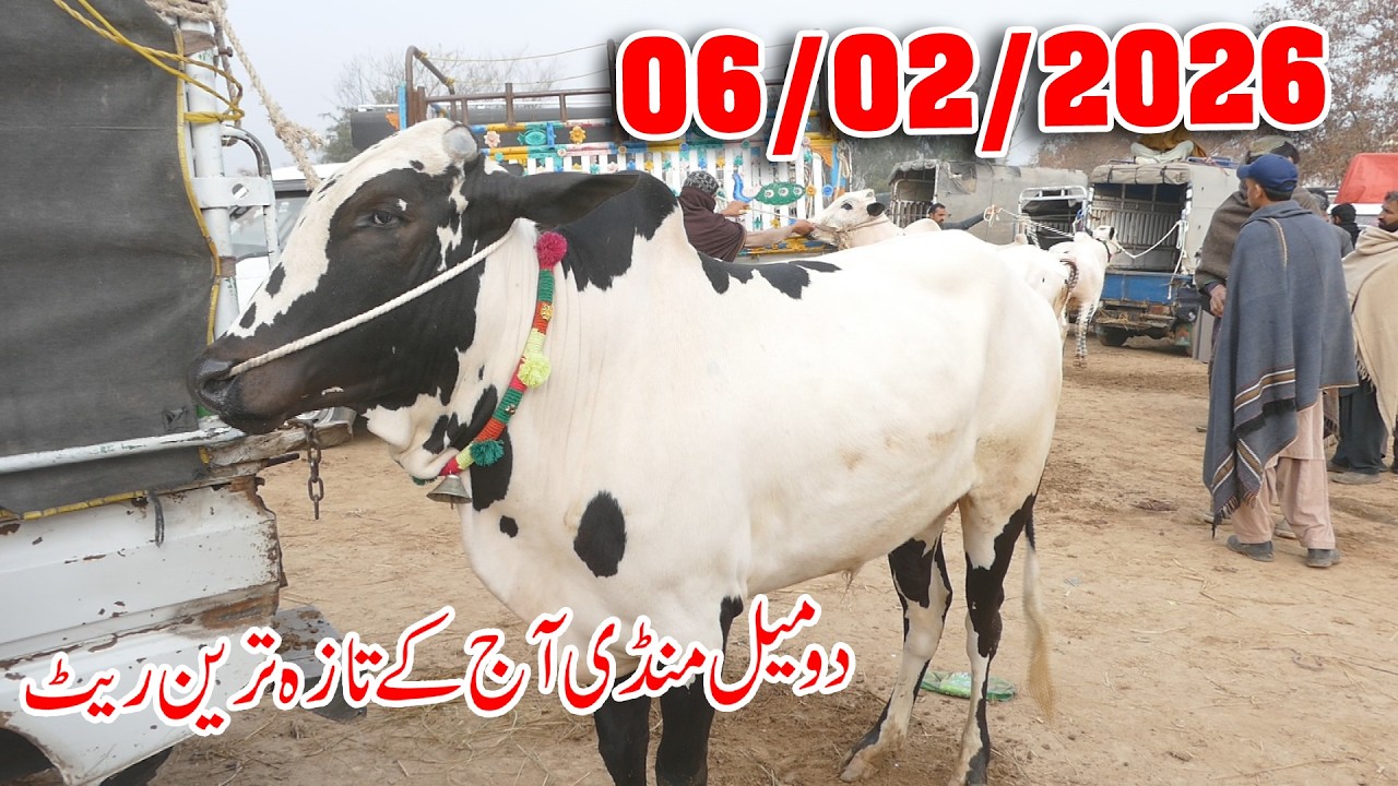 Today Domail Mandi Fatehjang Rate’s update06/Feb2026-Part03Sunny Video Fateh Jang Cow Mandi 2026