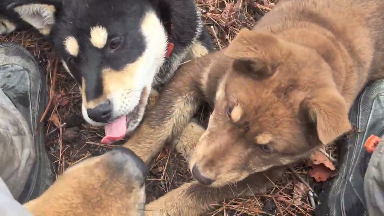재구,블랙탄, 초코탄 진돗개 강아지와 산행​