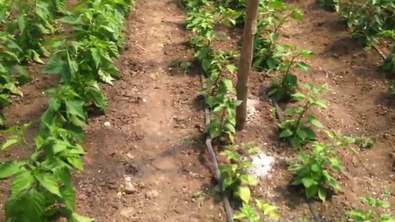 Pinciranje, zalamanje, čišćenje i održavanje paprike u plasteniku