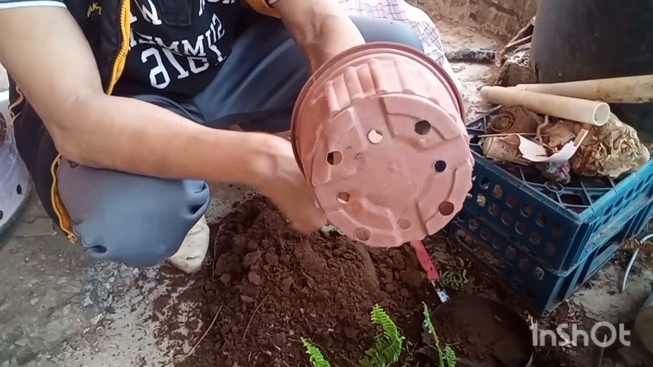 الأستفادة من اصيص الغرس