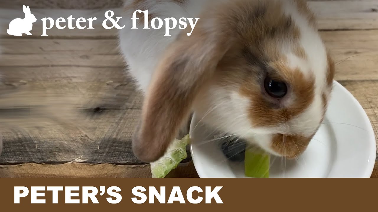 Feeding My Pet Bunny Peter
