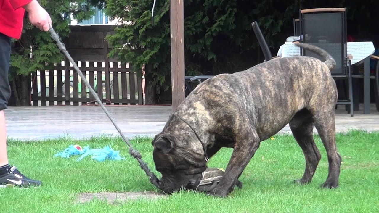 Dogo Canario Rüde Diablo