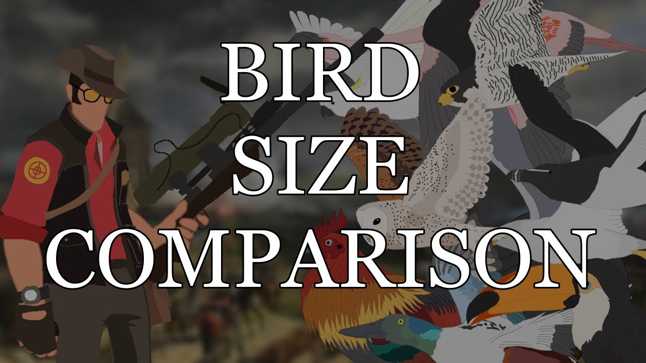 Bird size comparison