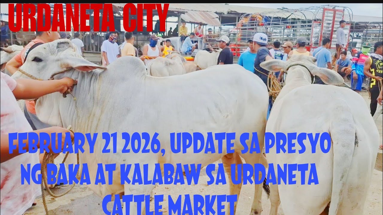 Presyo ng Baka at Kalabaw Update February 21, 2026  Urdaneta City Livestock Market #livestockmarket