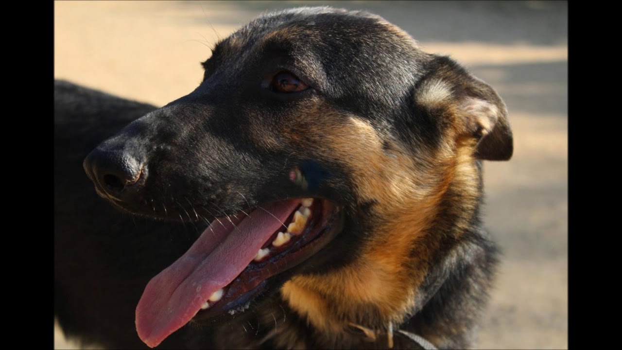 ADOPTA AL TOD :)