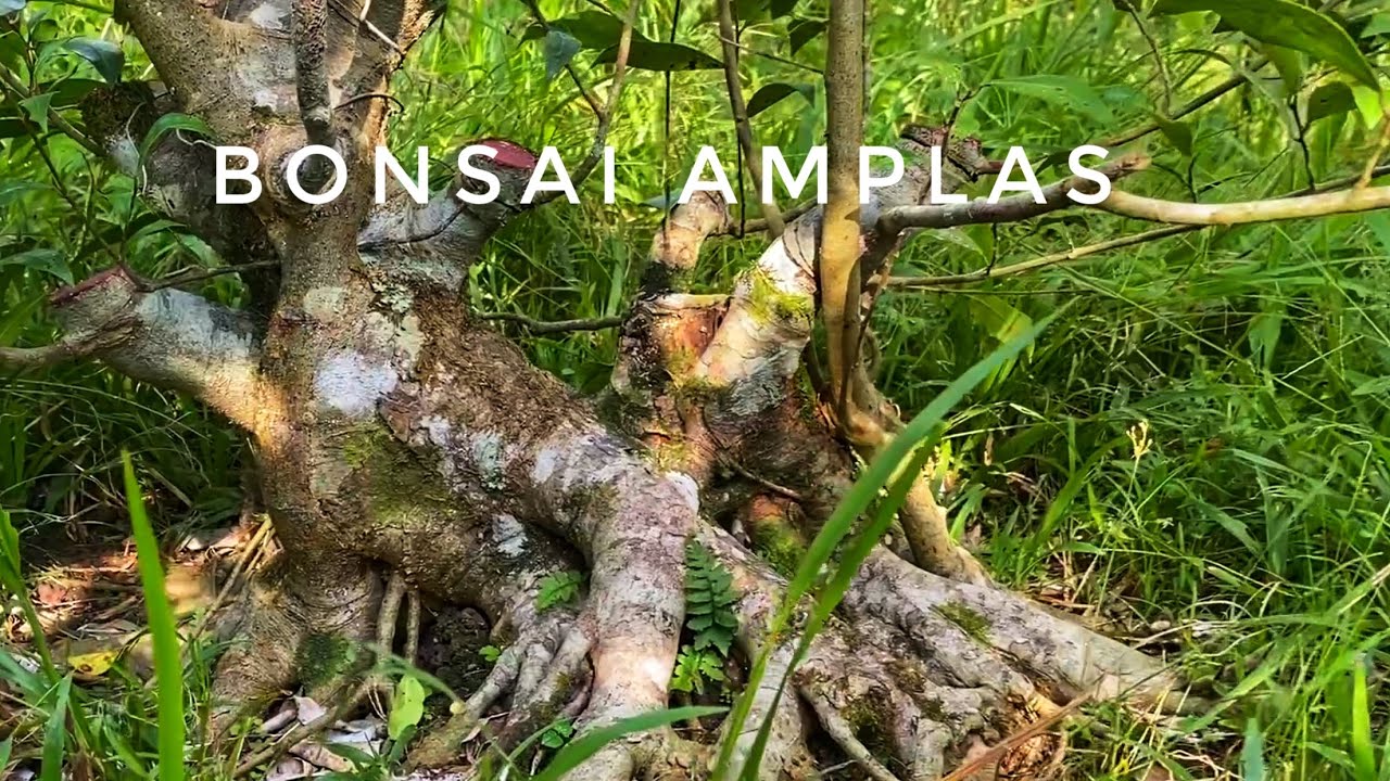 Bonsai Amplas Putih | Amplas Bonsai | Kebun Bonsai