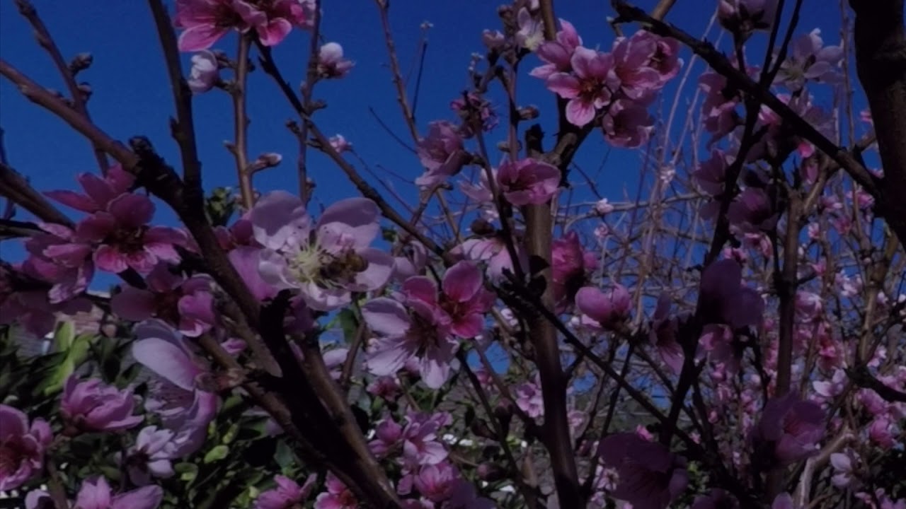 Peach Tree Blossoms