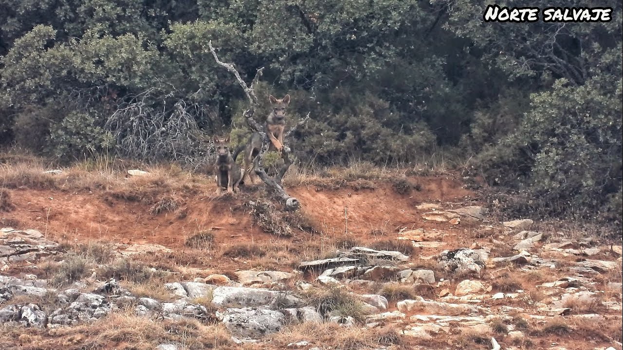 LOBOS: capitulo 1, juegos de 2 cachorros de lobo iberico