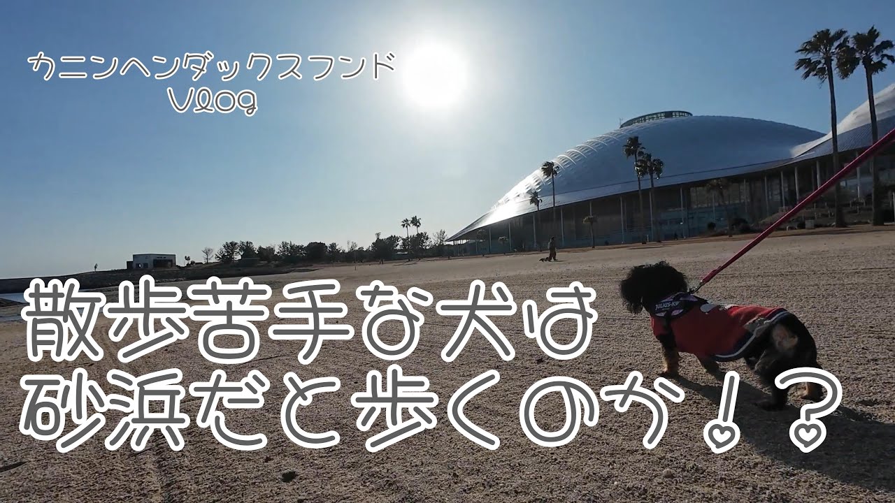 お散歩が少し苦手なカニンヘンダックス｜砂浜だったら歩けるかな？