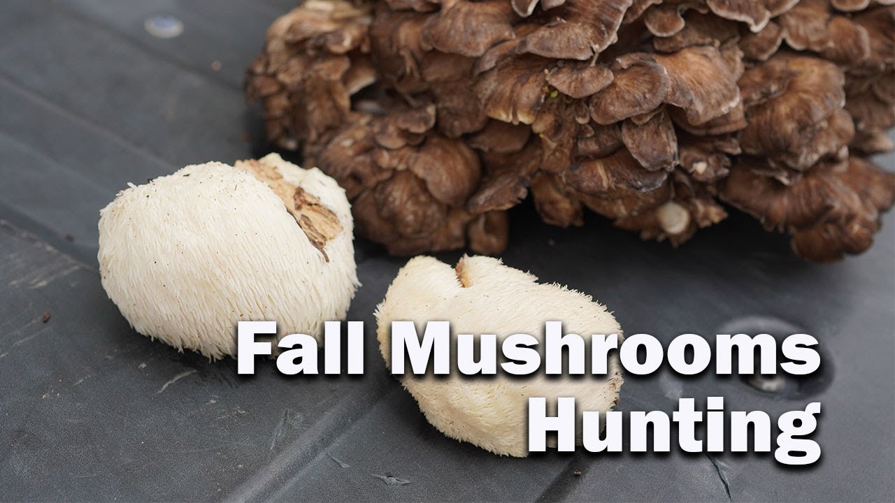 Fall Mushrooms Hunting in Missouri on October 23/ 미국잎새버섯, 미국노루궁뎅이