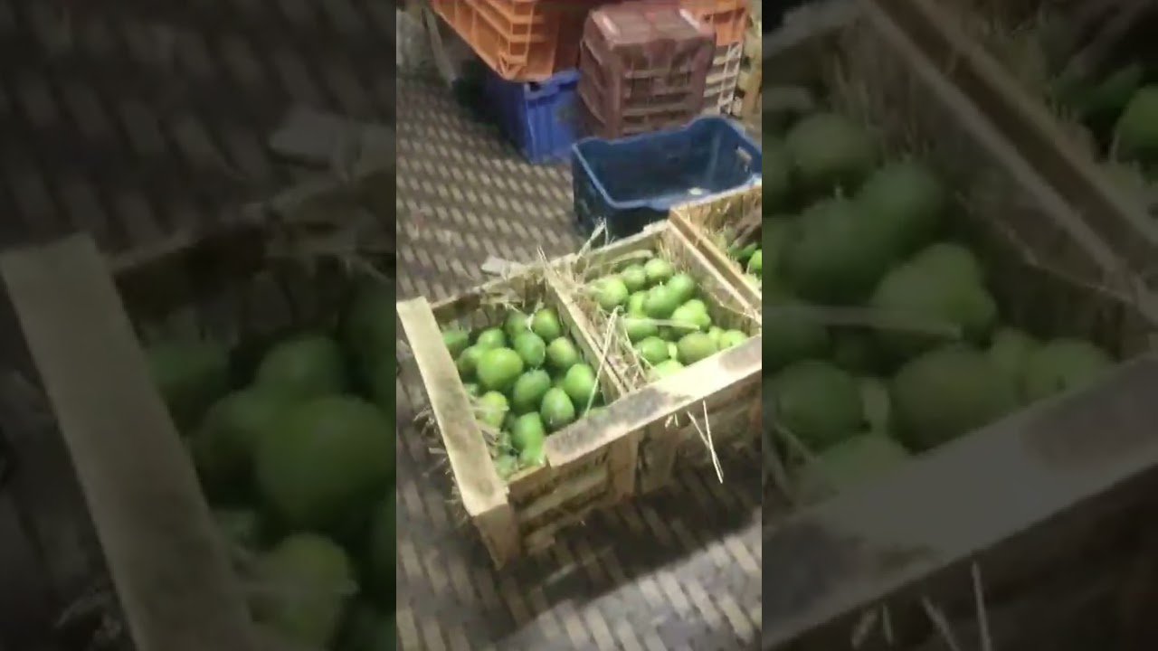 Hapus mango delivery to Pune Swargate 🥭🥭 