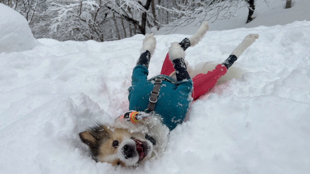 【小樽】雪遊びが嬉しすぎた愛犬がこうなりました🤭