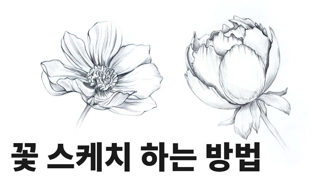 초보자를 위한 꽃 스케치 / 꽃 쉽게 그리는 방법, 식물스케치 Draw flowers with a pencil