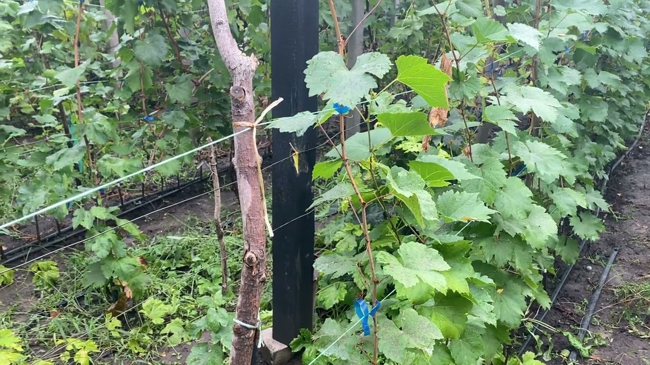 Так, привитые саженцы винограда или корнесобственные? Какие же лучше, как не ошибиться? И другое.