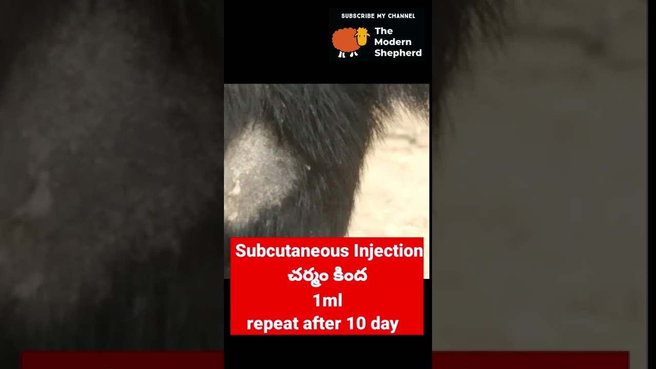Treatment for sever skin problems in sheep and goat #sheepfarming #goatfarming #telugu #sheep