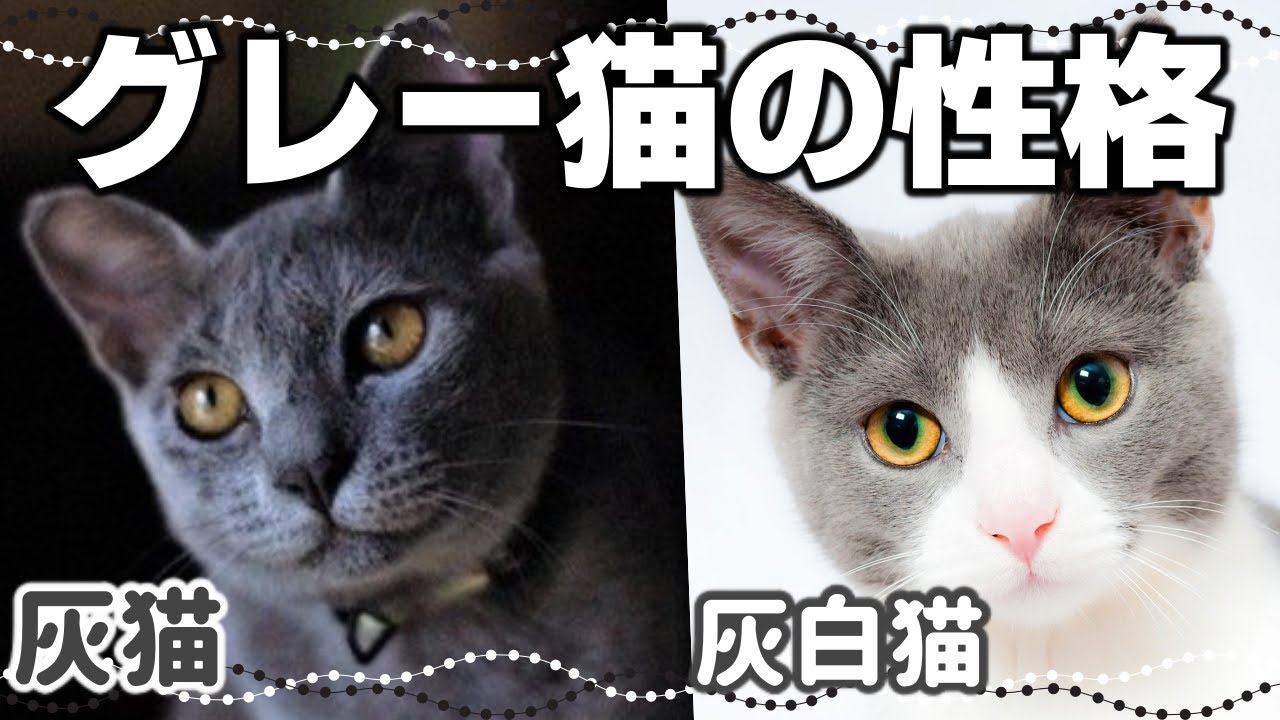 【グレー猫・グレー白猫の特徴】灰色のハチワレも｜毛色で分かる猫の性格
