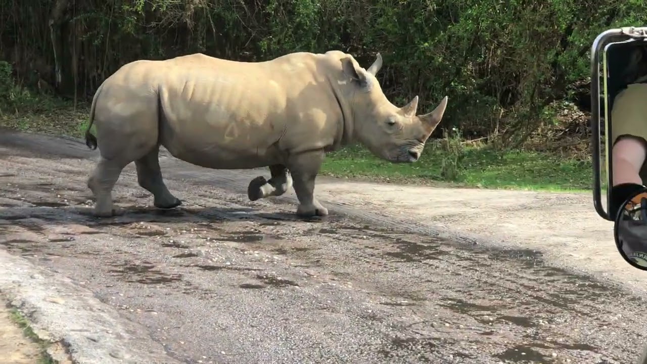Safari Animal kingdom florida #safari #animals 