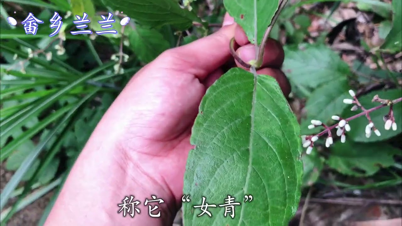 &ldquo;鸡矢藤&rdquo;名字不好听，用途却很多！南方很常见，你认识吗？