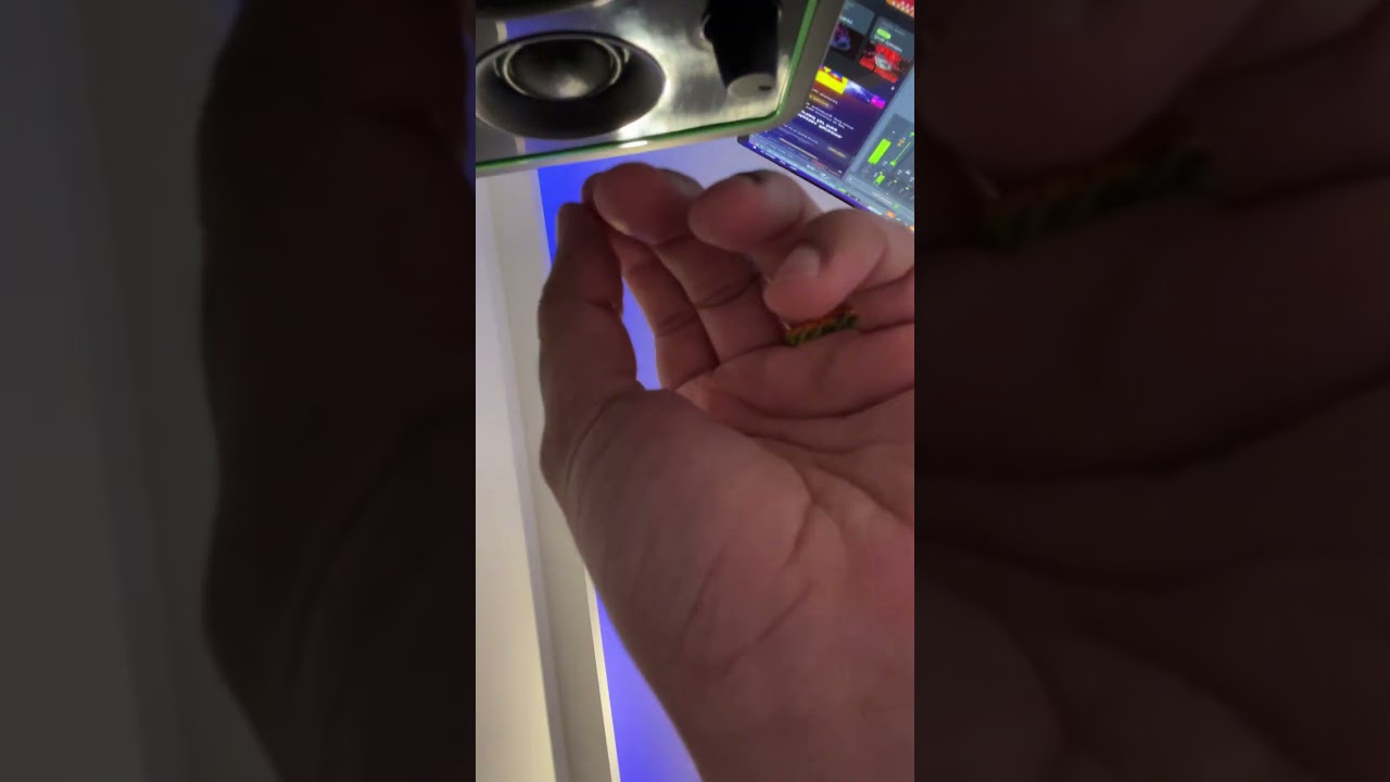 Cardo Got Wings playing hard beats for Playboi Carti & cooking up 1/9/23 @cardogotwings8348