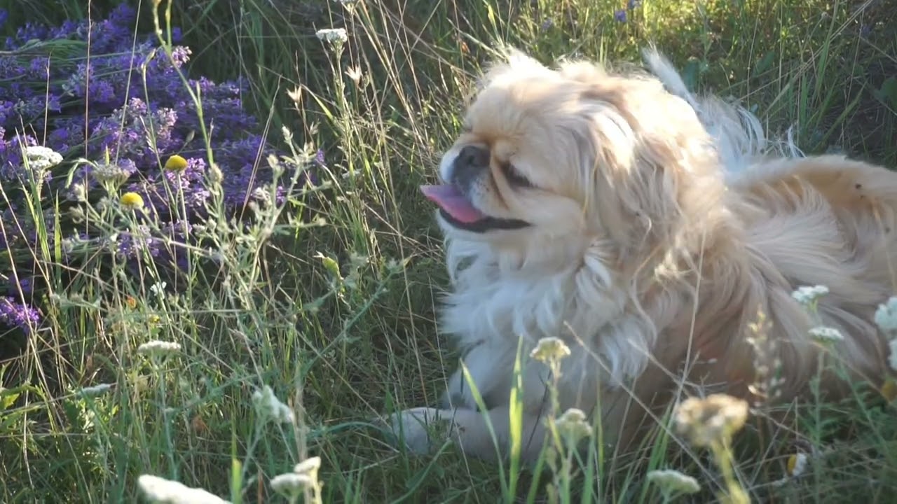 Было лето ...