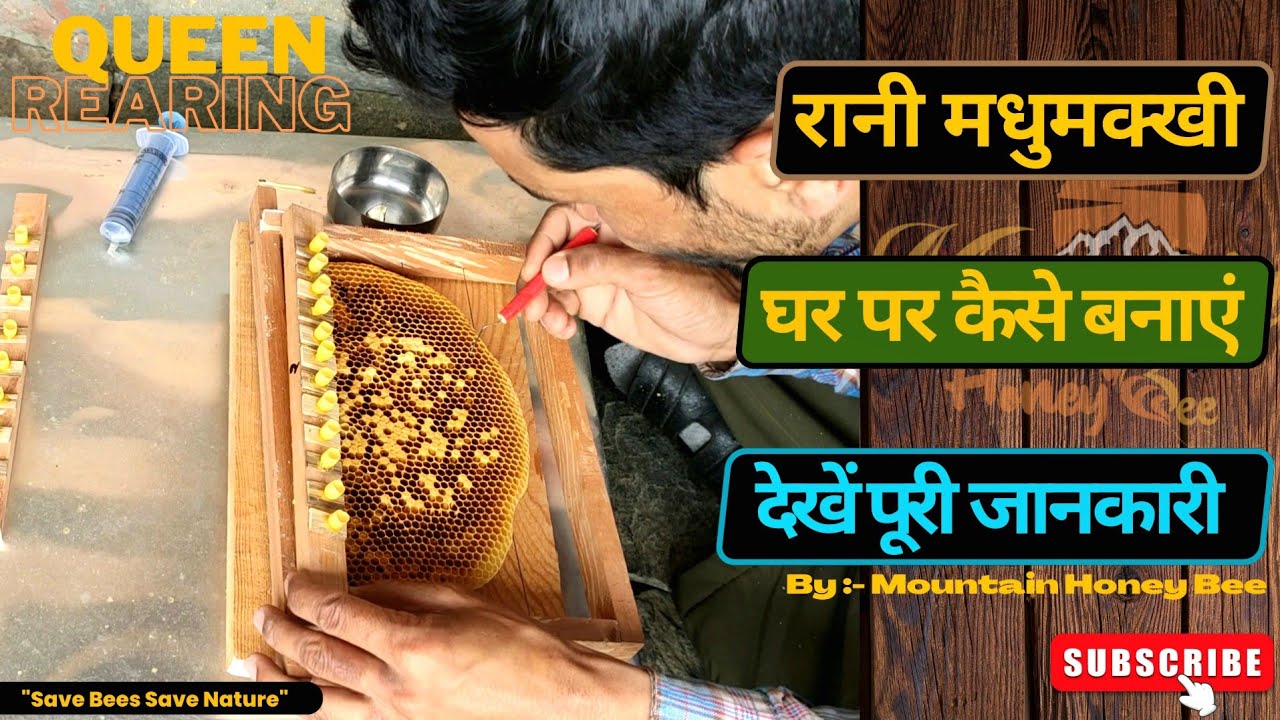 Queen Rearing in Hindi | Rani madhumakhi kaise banate hai | Beekeeping | Mountain Honey Bee