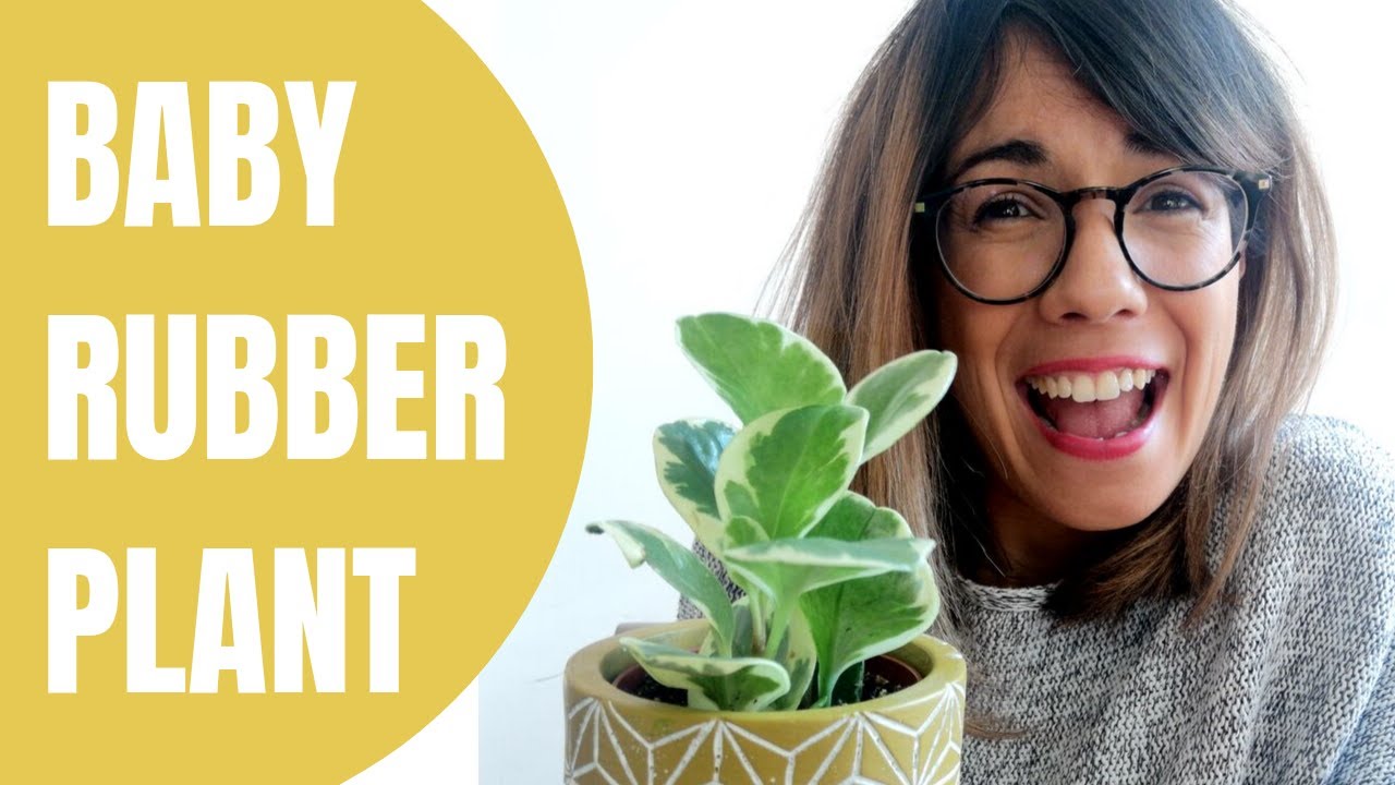Baby rubber plant care - Peperomia Obtusifolia
