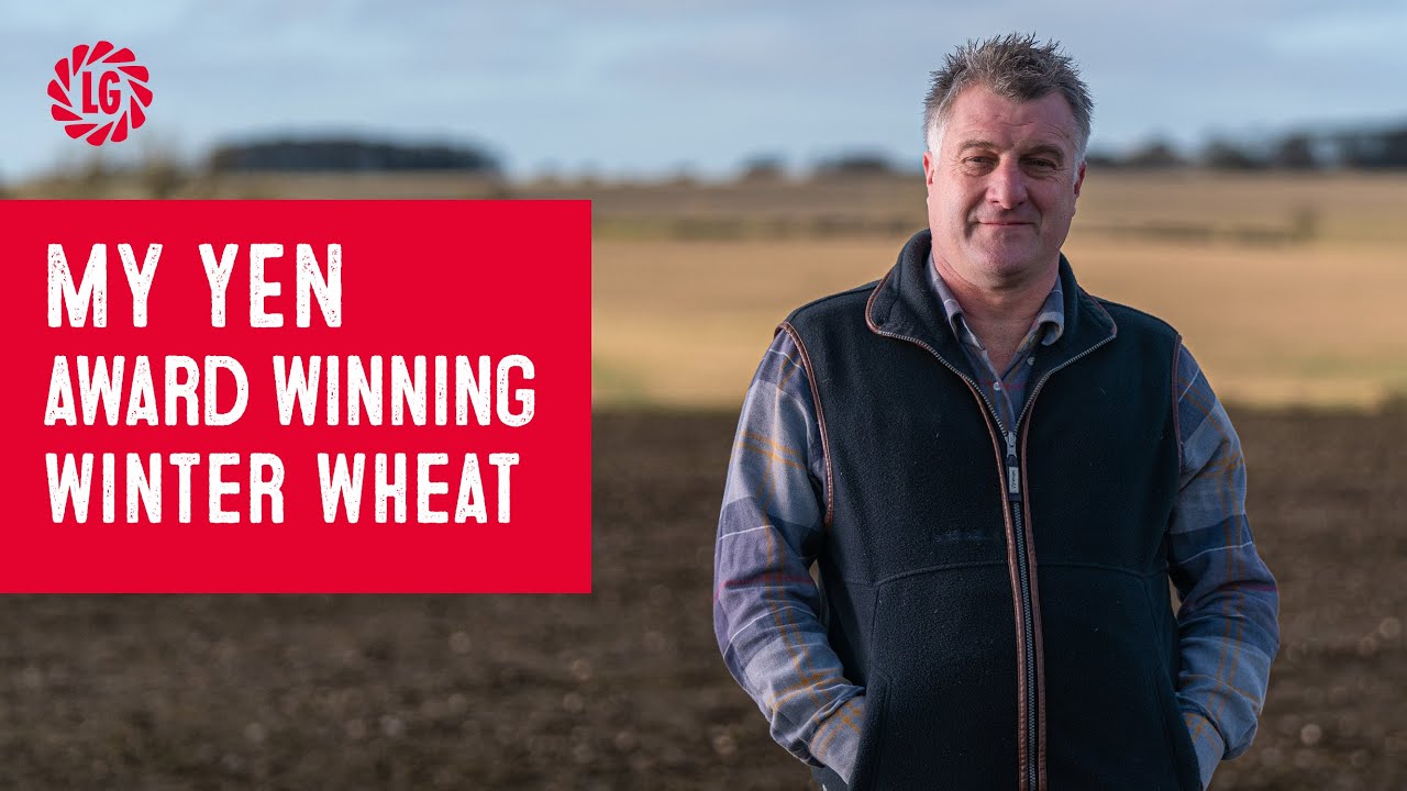 My YEN award winning winter wheat | Grower Mark Stubbs  | Louth, Lincolnshire