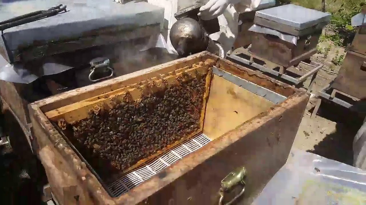 Bölme Kolonisi Hazırlama, Koloniyi bölmeye hazırlama (Halil bilen)