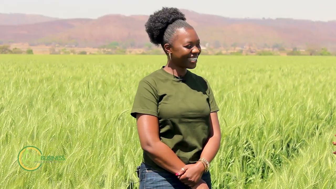 Zimbabwe Wheat Production