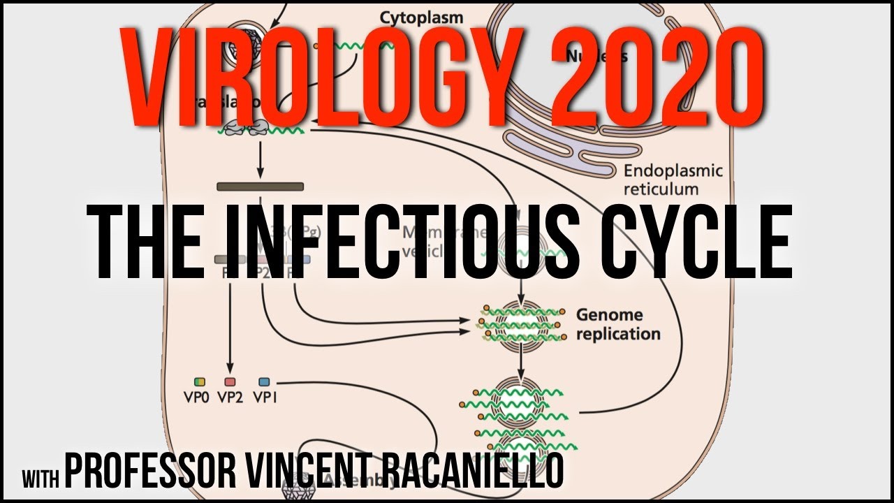 Virology Lectures 2020 #2: The Infectious Cycle