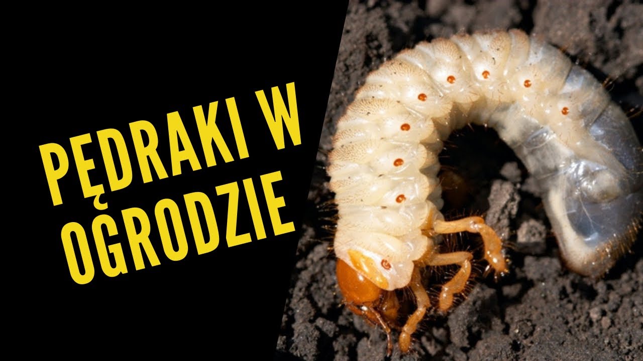 Pędraki w trawniku. Larwy chrabąszcza majowego. Jak zwalczać pendraki, jak rozpoznać